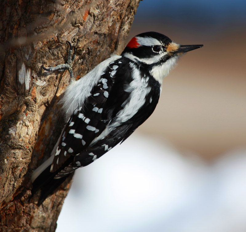 Hairy Woodpecker 2752