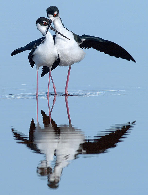 Come Dancing - Black Necked Stilts (Himantopus mexicanus) 1