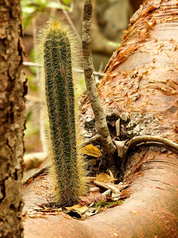 Prickly Single