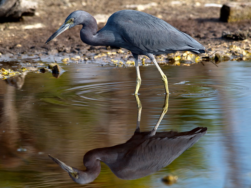 Adult Little Blue Heron (Egretta caerulea) 05