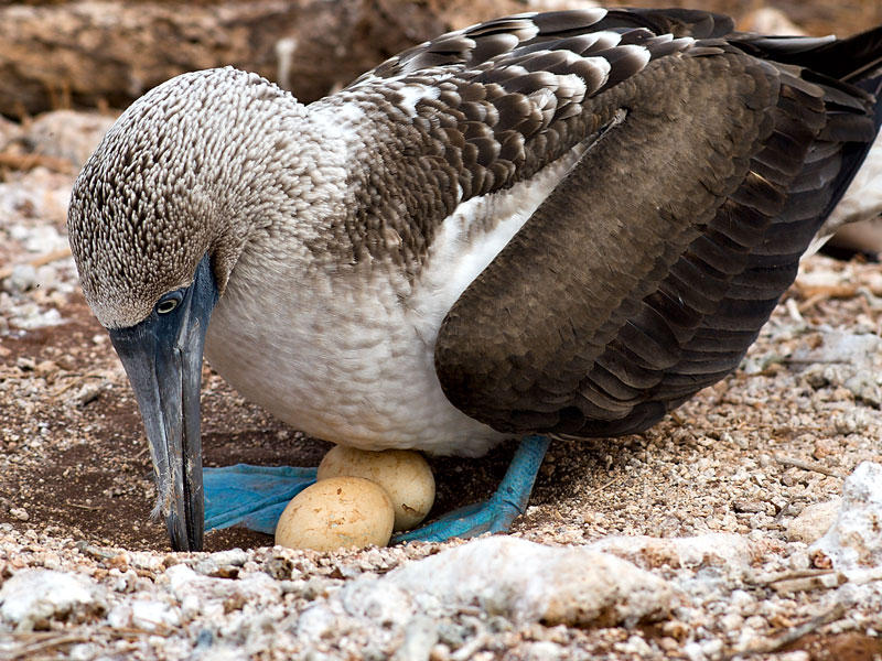 Blue-footed Booby Nesting (Sula nebouxii) 2
