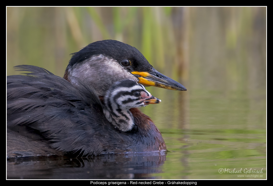 Red-necked Grebe with chick
