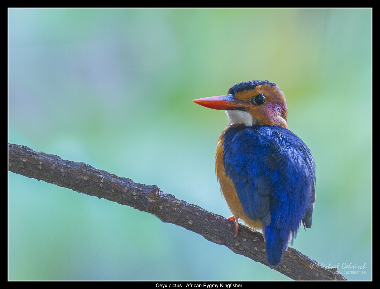 African Pigmy Kingfisher