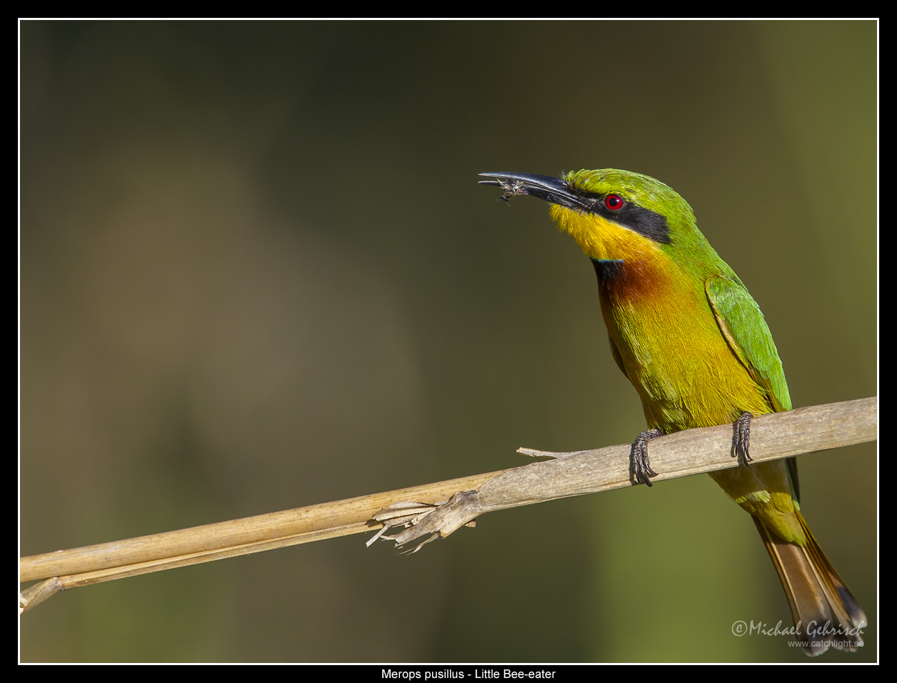 Little Bee-Eater