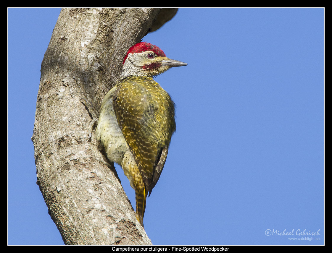 Fine Spotted Woodpecker