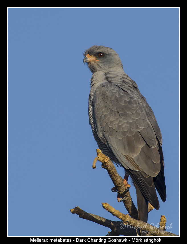 Dark Chanting Goshawk, Gambia