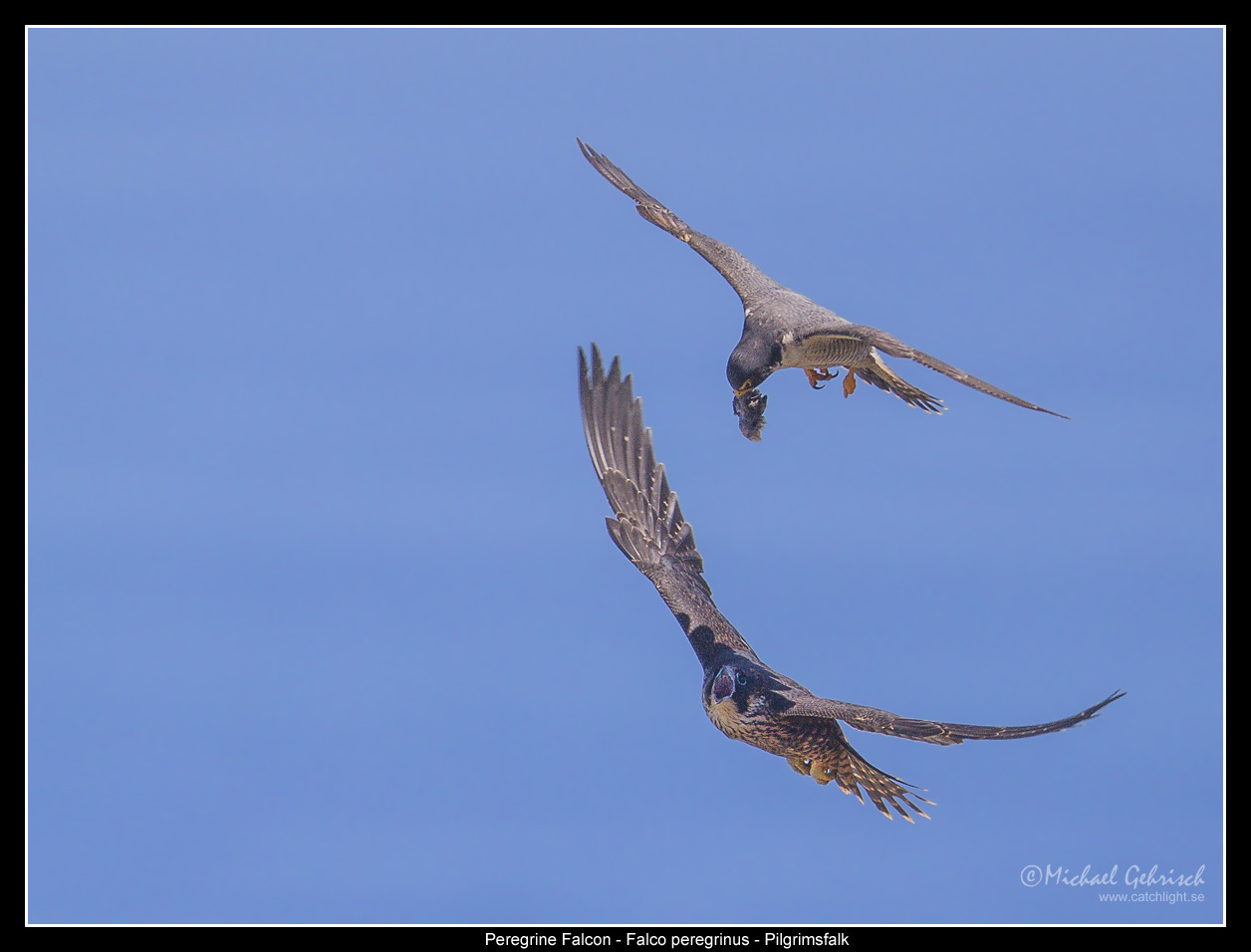 Peregrine Hand-off