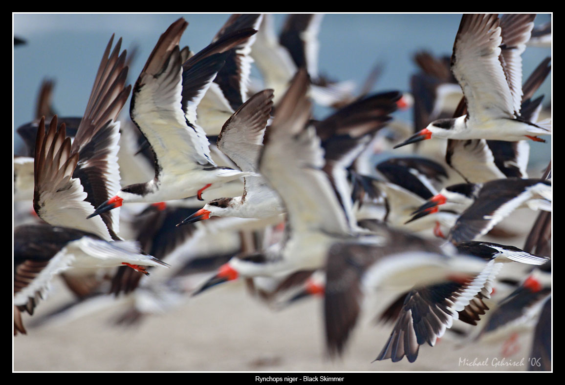 Black Skimmers in Flight, Crown Point, San Diego