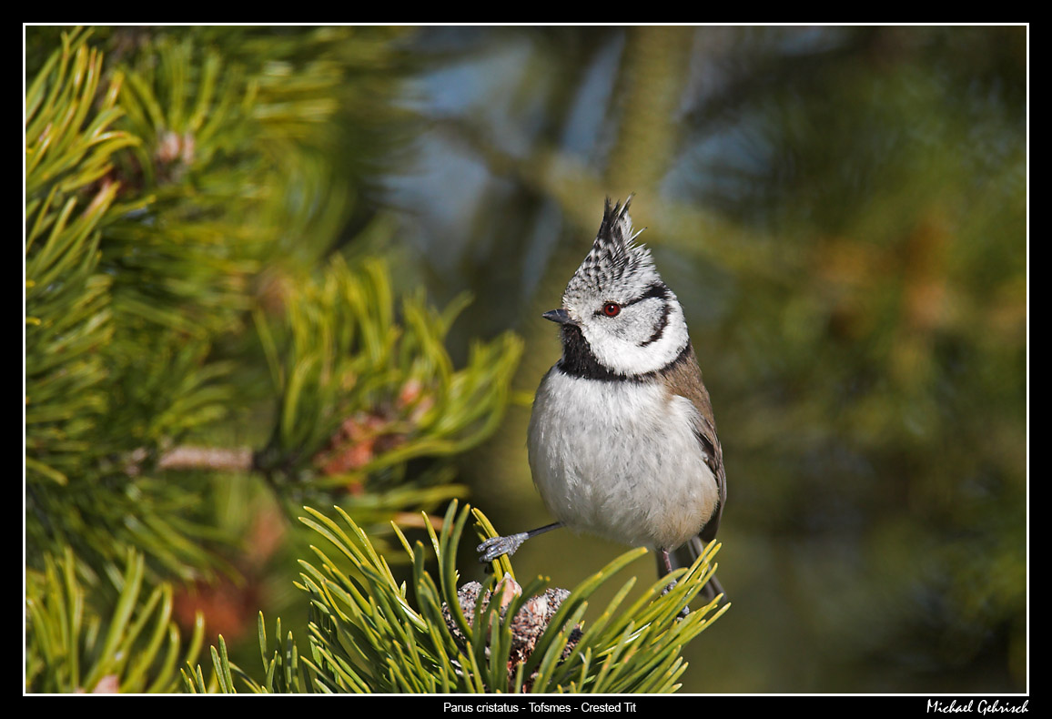 Crested Tit, Friseboda