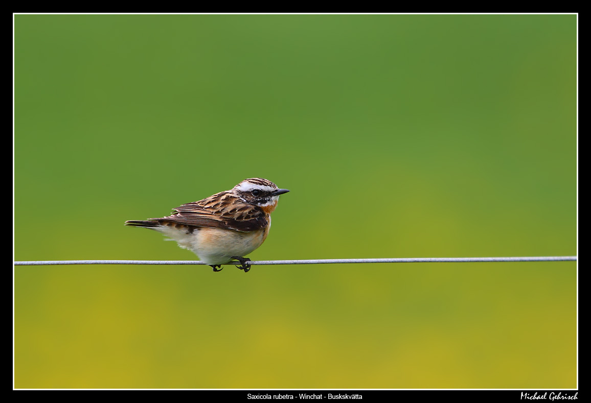 Whinchat and Dandelions