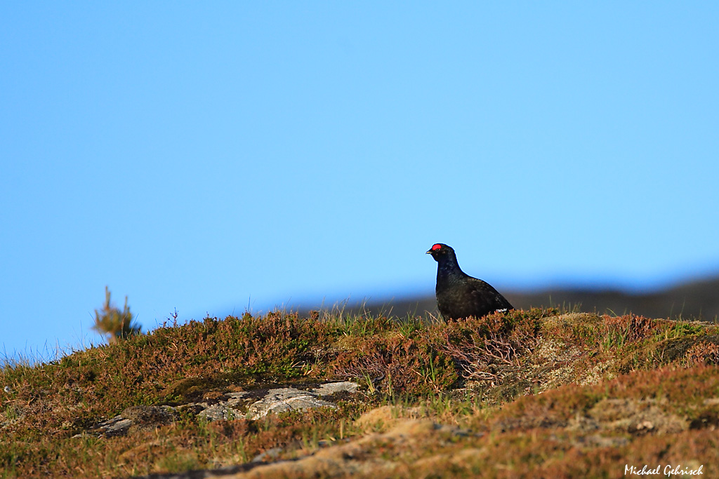 Black Grouse