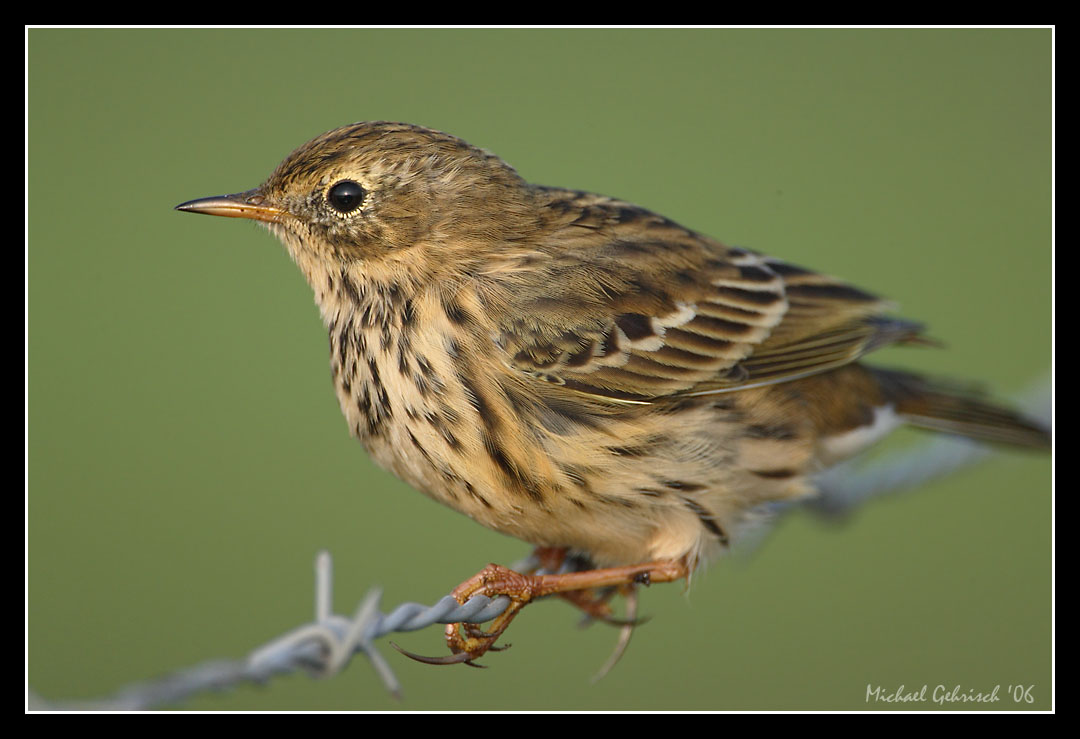 Meadow Pippit, Vombs ngar