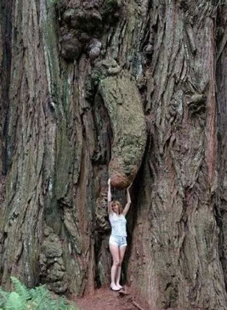 Tree Trunk, Somewhere in the Forest