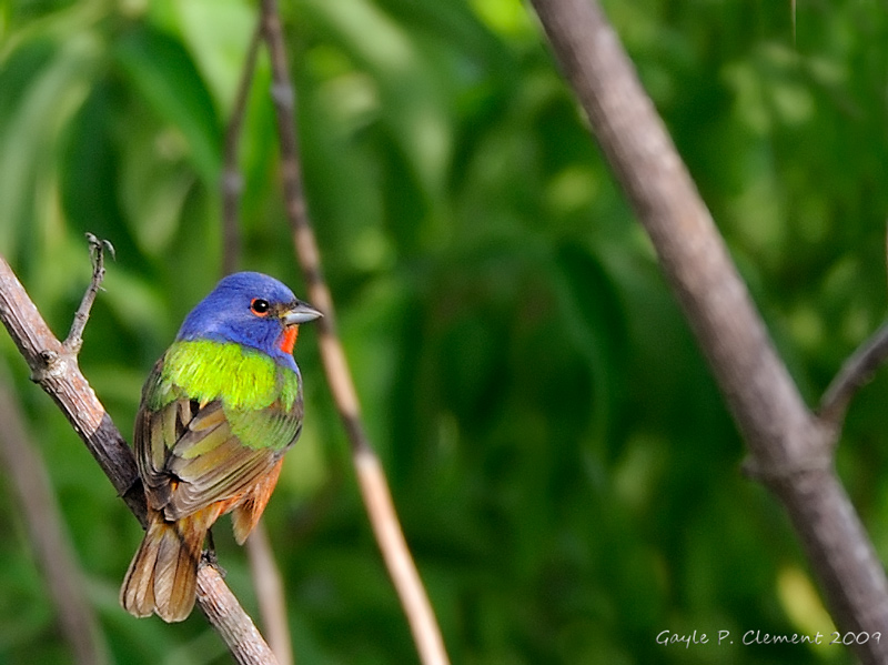 Painted Bunting