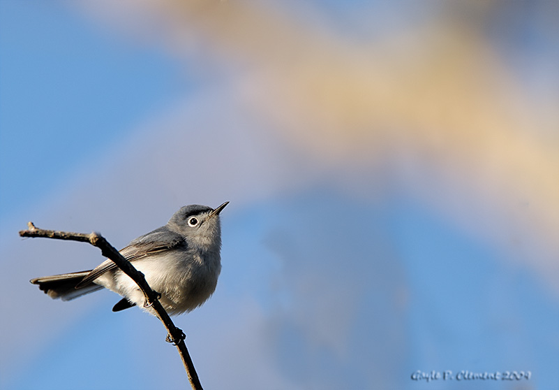 Blue-grey Gnatcatcher