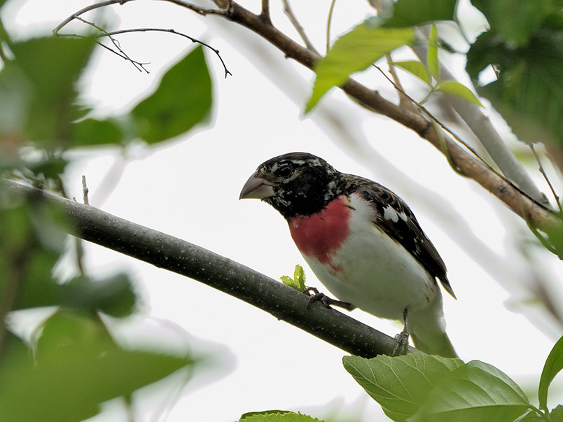 Rose-breasted Grosbeak