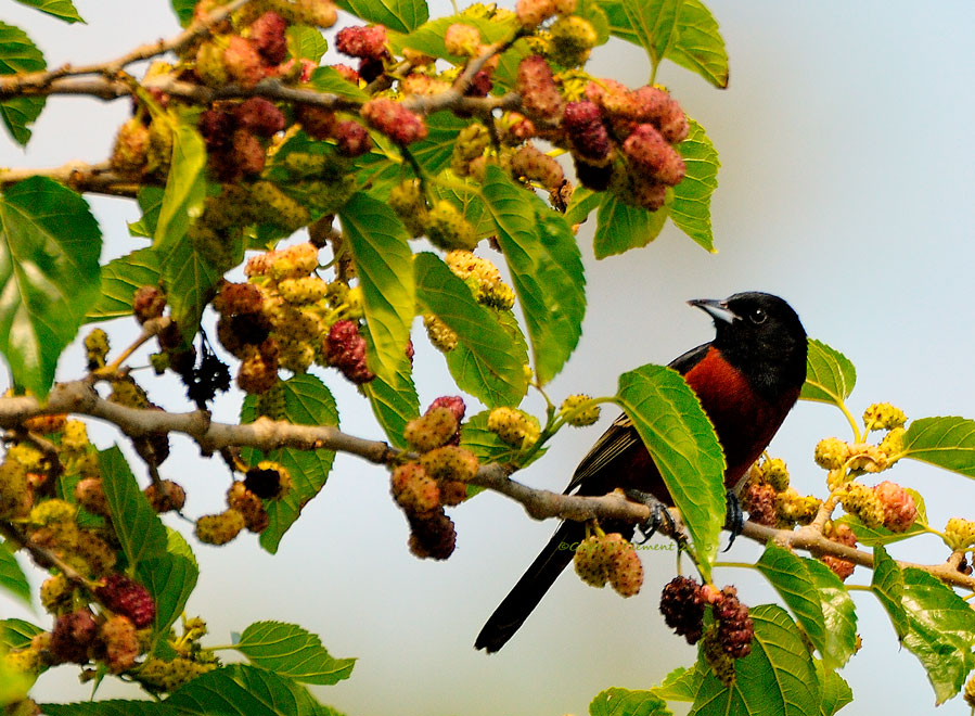 Orchard Oriole with Many Berries