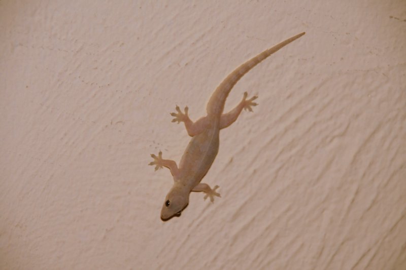 our Gecko in Huahin