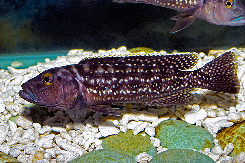 Lamprologus elongatus