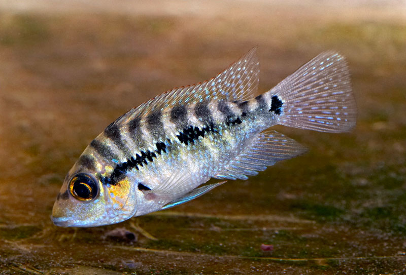 Amphilophus robertsoni
