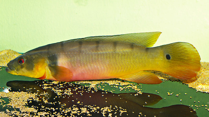 Crenicichla Tapajos sp. Cobra (female)