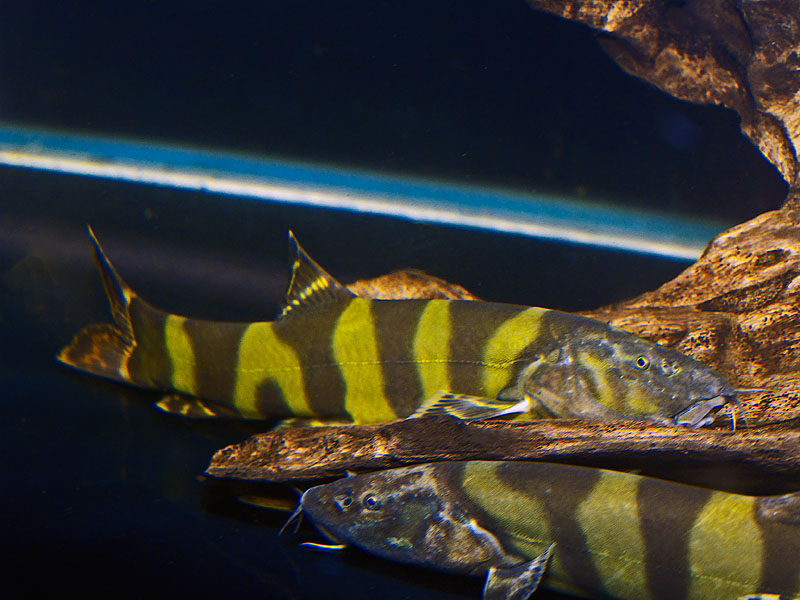 Leptobotia elongata