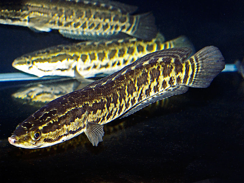 Channa argus
