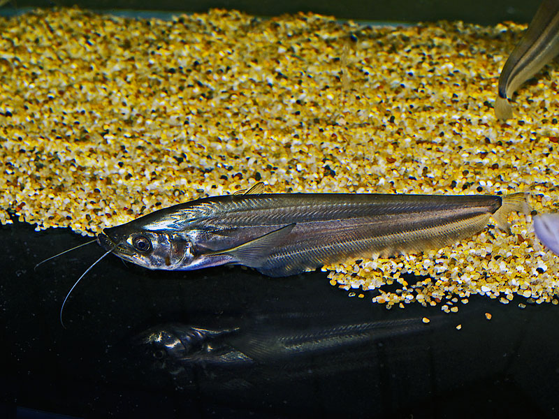 Belodontichthys dinema