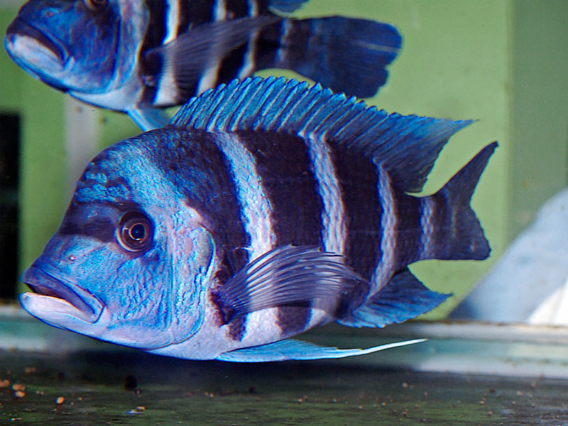 Cyphotilapia frontosa Moba Blue Zaire