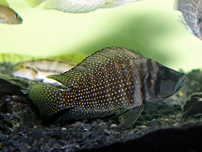 Altolamprologus compressiceps Black