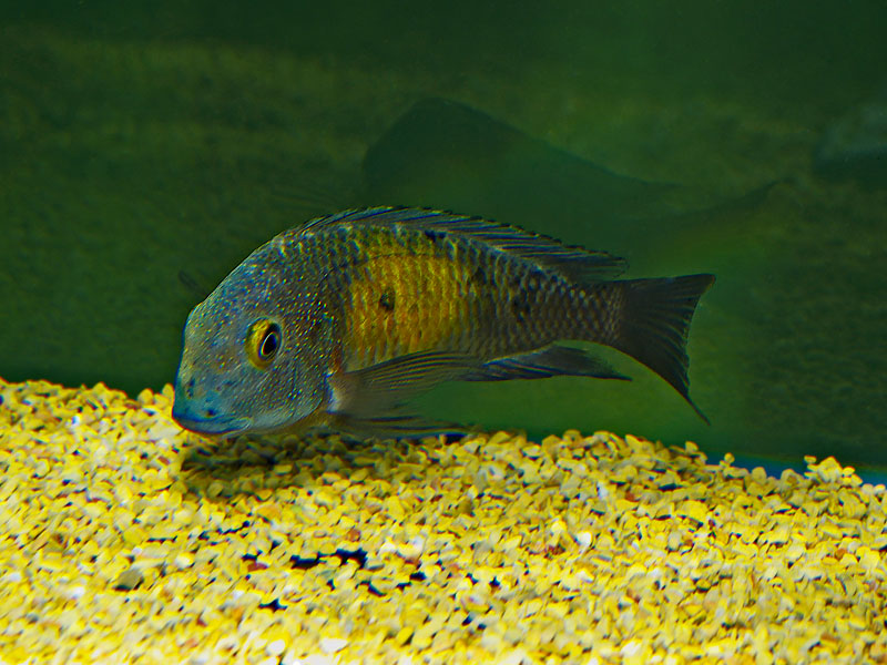 Tropheus moorii Mpulungu