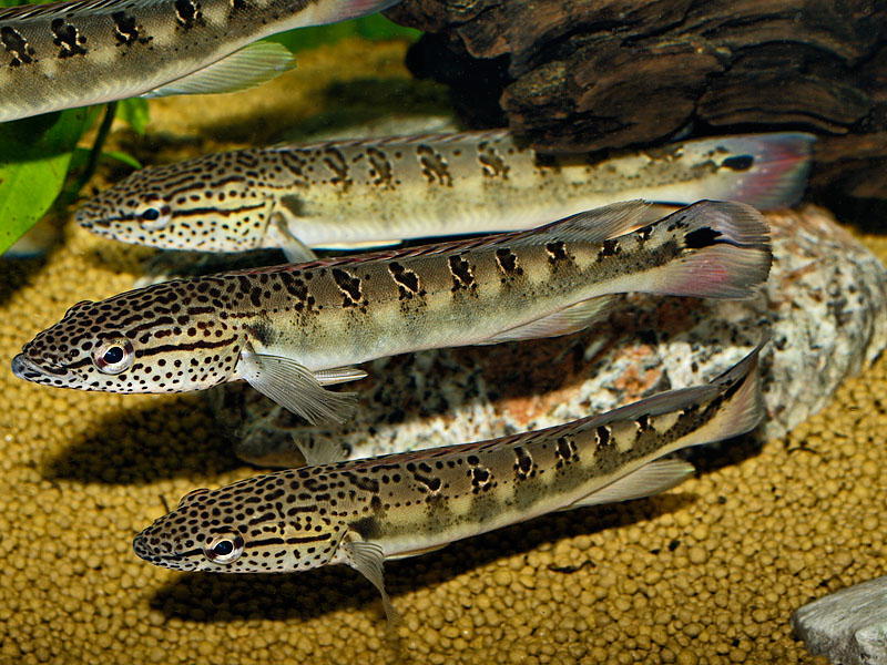 Crenicichla lenticulata