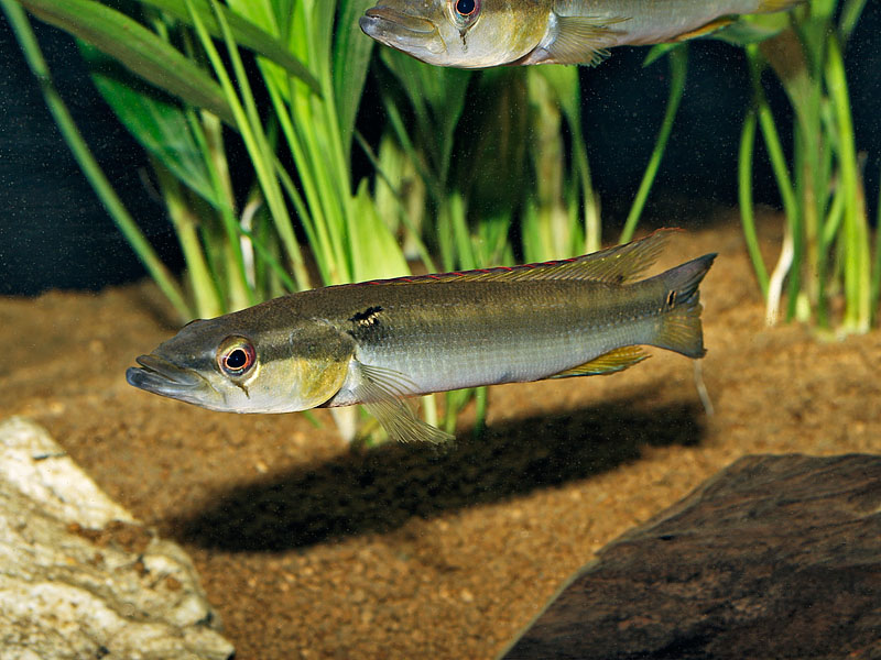 Crenicichla vertigreen