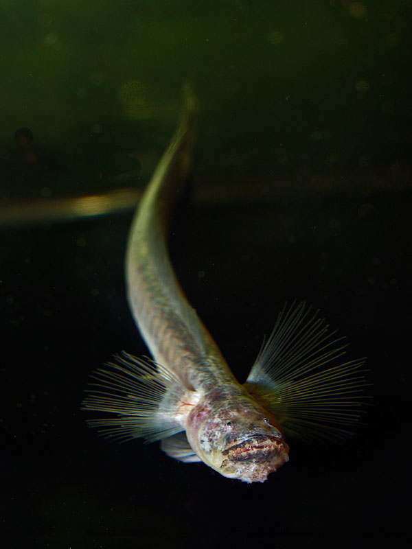 Taenioides anguillaris