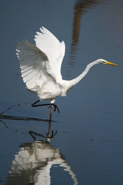 Great White Egret - Egretta alba - Garceta Grande - Agr Blanc
