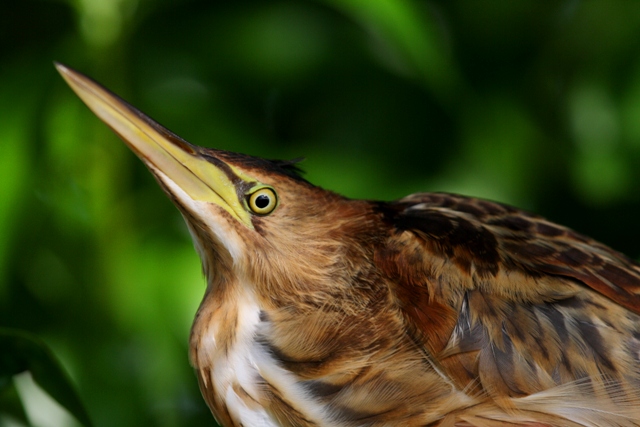 Young Little Bittern - Ixobrychus minutus - Joven Avetorillo - Jove de Martinet menut