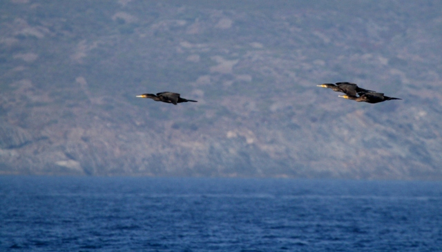 Great Cormorant - Phalacrocorax Carbo - Corb Mar Gros - Cormoran Grande