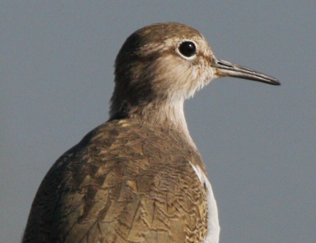 Common Sandpiper - Tringa hipoleucos or Actitis hipoleucos - Andarros chico - Xivitona - Territitona