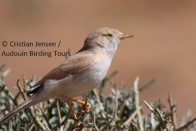 Desert warbler