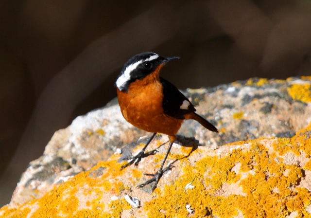 Mousiers Redstart - Phoenicurus mousieri