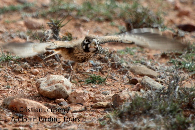 Thick-billed Lark