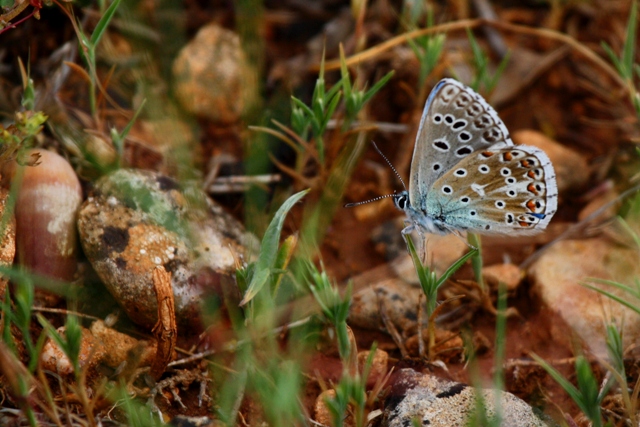 Eschers Blue - Agrodiaetus escheri - Blaveta dEschers