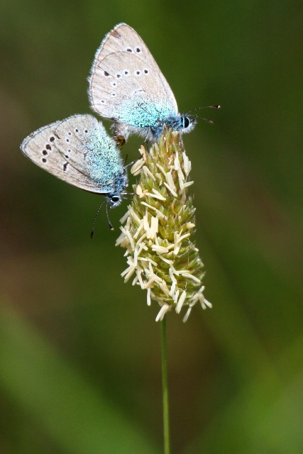 Mating Green-underside Blues - Glaucopsyche alexis