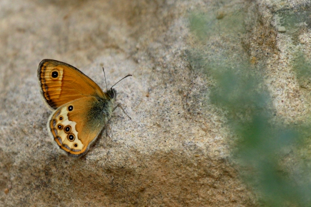 Dusky Heath - Coenonympha dorus ssp