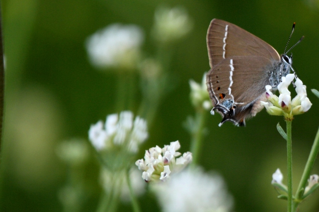 Blue-spot Hairstreak - Satyrium spini