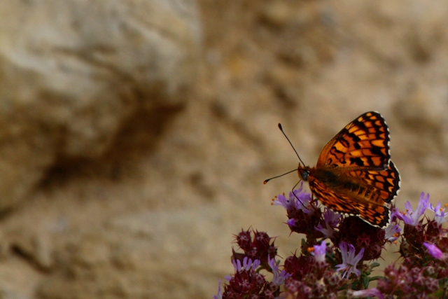 Knapweed Fritillary - Melitae phoebe