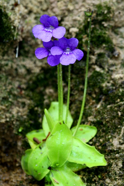 Common Butterwort - Pinguicula vulgaris