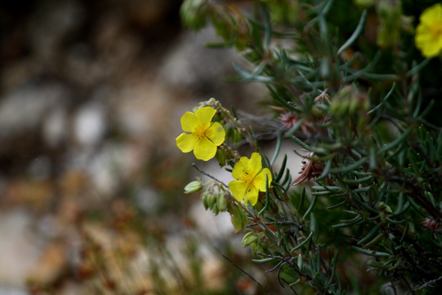 Common Rockrose - Helianthemum nummularium