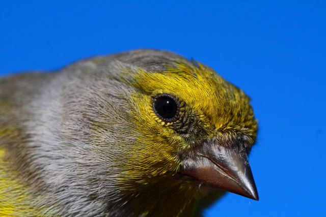 Citril finch - Carduelis citrinella - Verdern serrano - Llucareta - Venturon Montagnard