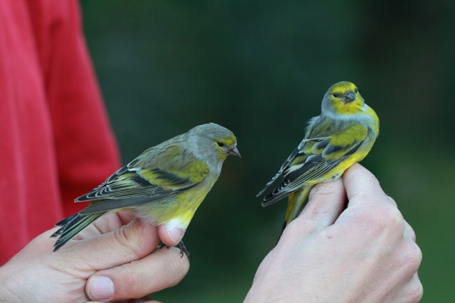 Citril finch - Carduelis citrinella - Verdern serrano - Llucareta - Venturon Montagnard